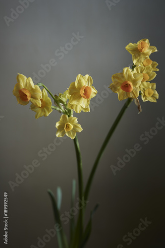 Close-up of yellow flower on gray background