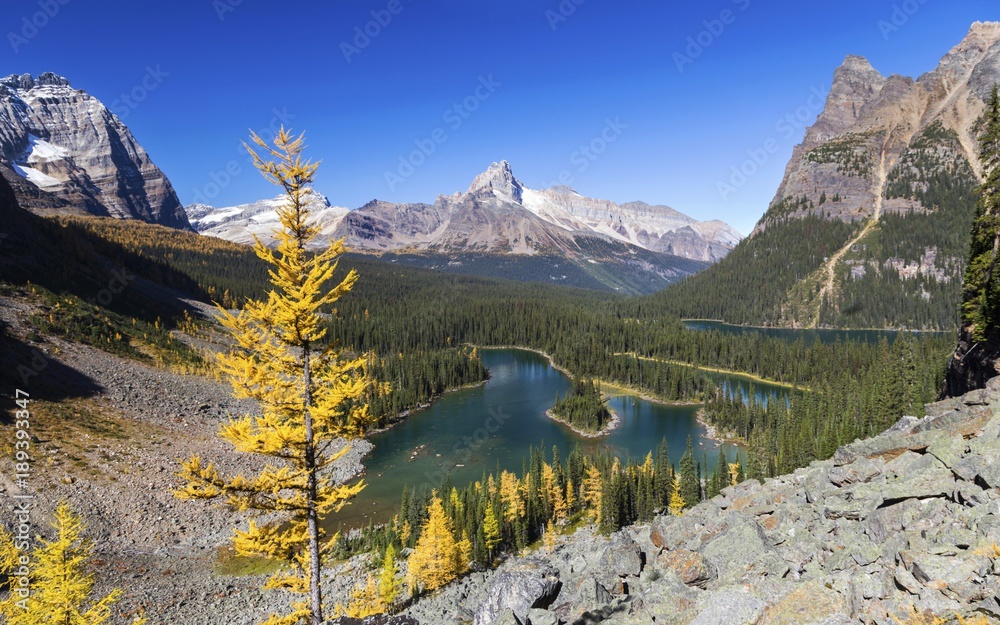 Panoramic Landscape View of Lake O’Hara Alpine Basin and Distant Snowy Mountain Tops on Great Hiking Trail in Yoho National Park, British Columbia Canada