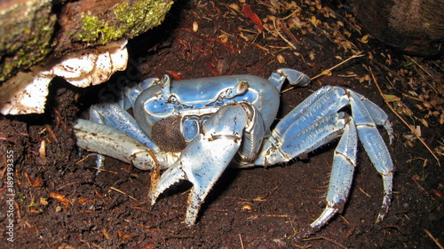 Close-up view of a blue land crab, Cardisoma guanhumi, Central America, Costa Rica