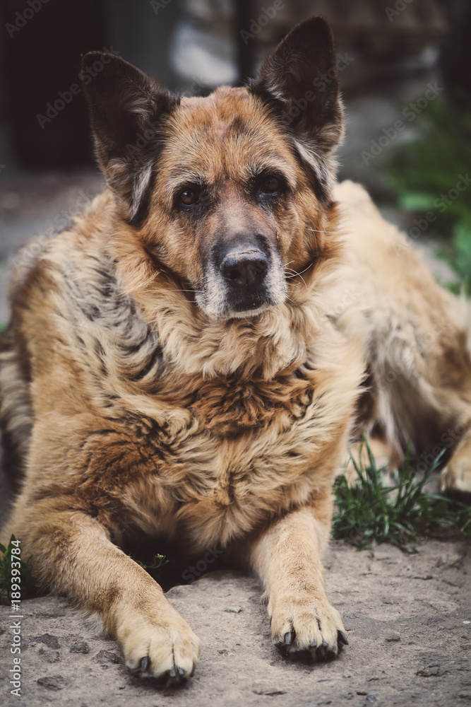 Naklejka premium Портрет старой Немецкой овчарки