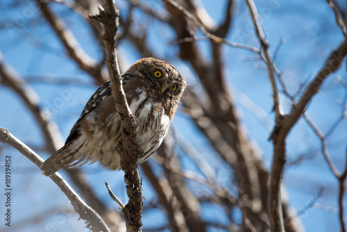 Pygmy owl, Torres del Paine, Chile