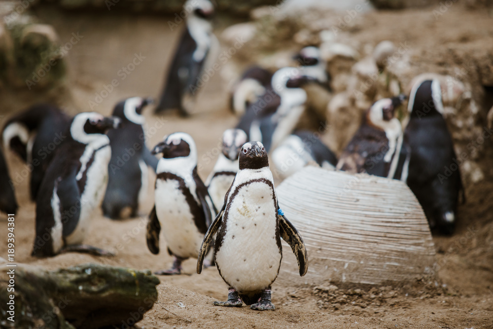 Obraz premium A Black Footed Penguin in a zoo staring at the camera with other penguins in the background