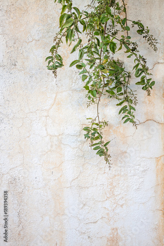 Planta sobre muro blanco