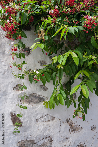 Plantas en muro blanco