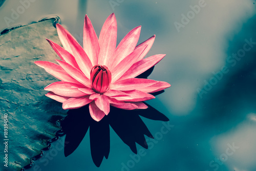 Fototapeta Pink lotus in the pond with nature reflection in vintage style 