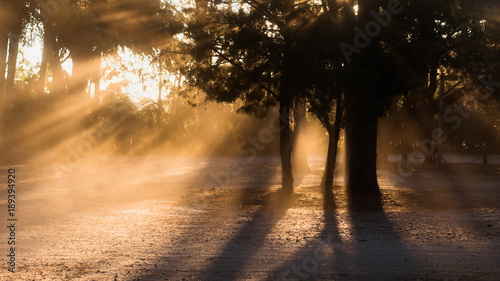 Light Rays peeking through the trees