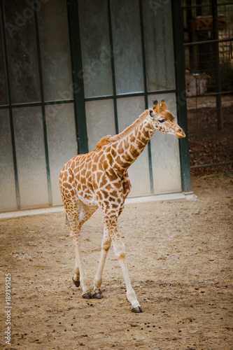kordofan giraffe the child, the smallest in full growth goes on the ground