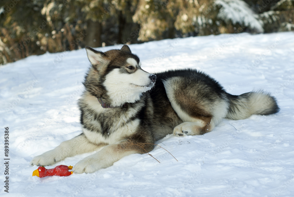 Husky puppy, wolf cub-like, lies on the snow next to his toy and looks around