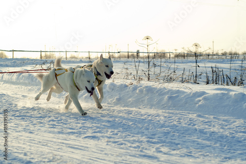 two white Siberian huskies with blue eyes running through the snow and pulling sleds on a sunny winter day (the sled is behind the frame).. photo