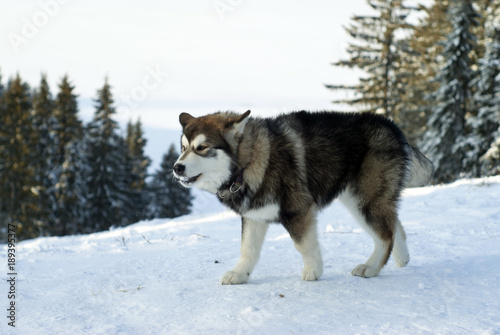 grown up Siberian husky puppy in the winter landscape © Evgeny