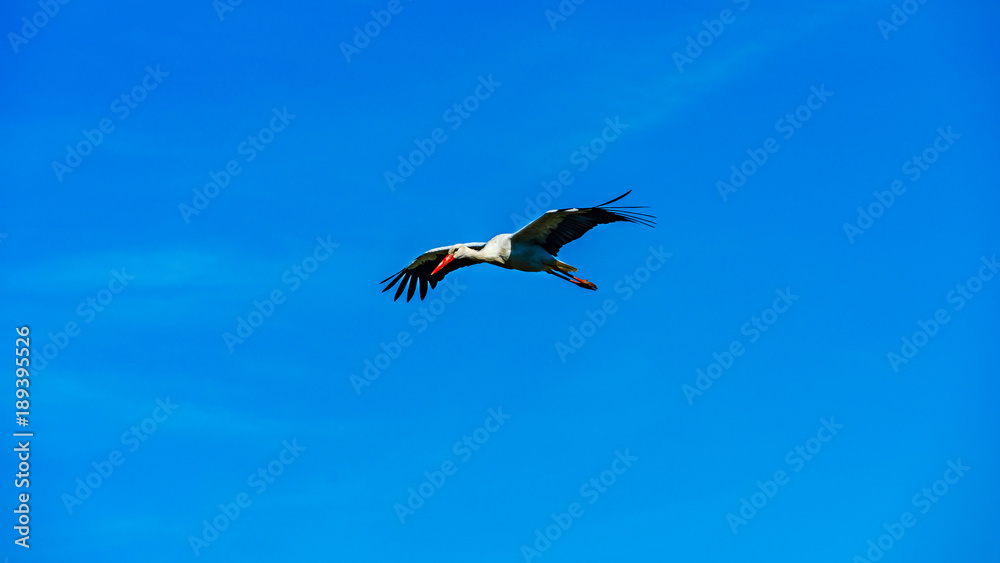 Obraz premium Beautiful stork with red nib flying in the blue sky