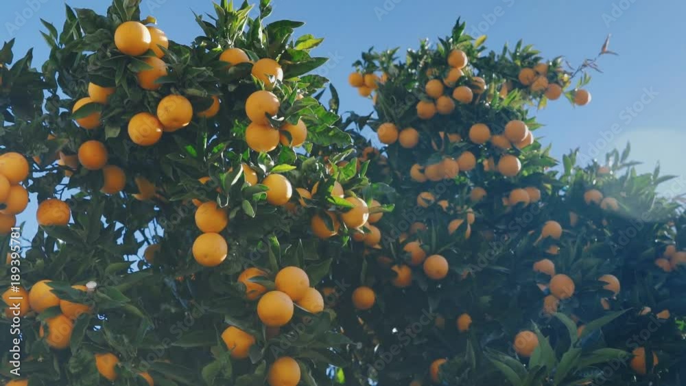 Juicy ripe oranges on the branches of an orange tree in warm sunny weather