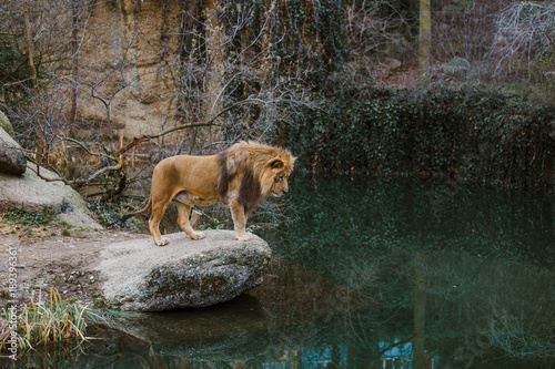 An adult African lion male stands on a ledge of rock and looks at the lake, a pond on its territory at the zoo during the cold season
