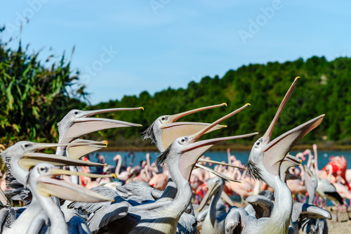 Group of pelicans waiting and catching their food, fish, dinner time photo