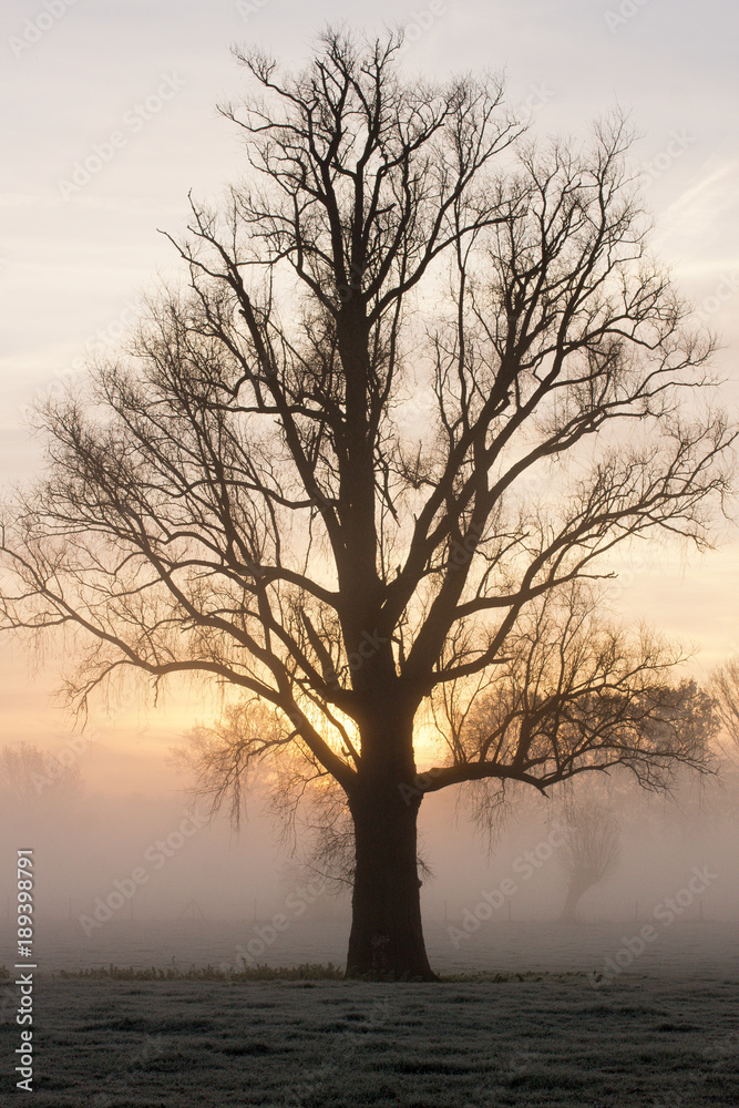 Silhouette of a bare tree in the mist in the morningsun in springtime