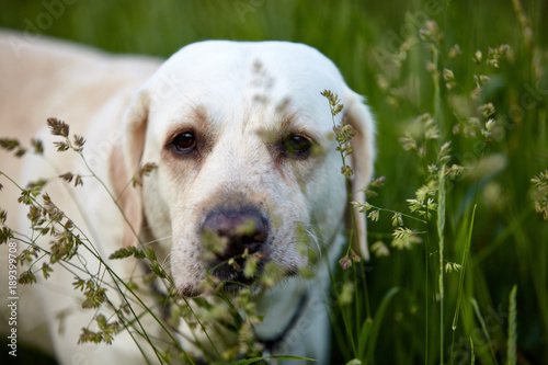 beige labrador in grass