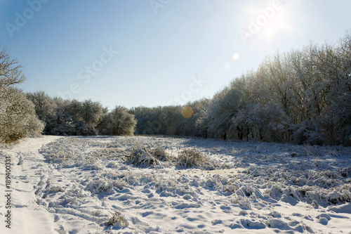 the outskirts of the forest in the snow, in sunny weather in winter