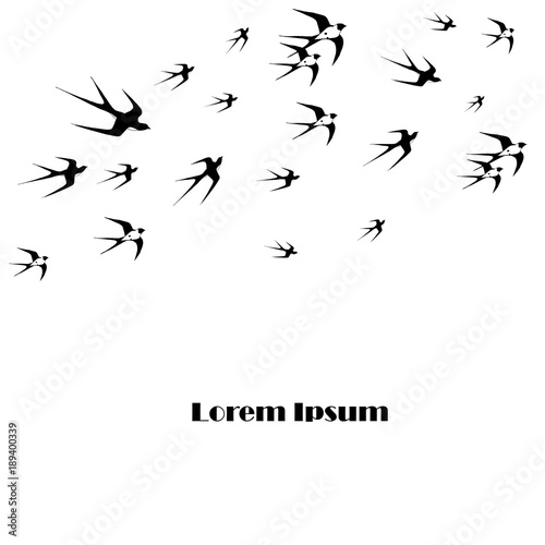 Monochrome background flying swallow Lorem ipsum stock vector illustration design element