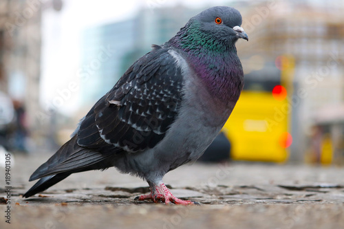 Sticker Bluish-gray city dove, columba livia domestica sitting on cobblestones pavement