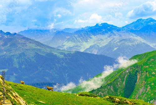 View on wild ibex herd in the Alps by Arlberg in Austria photo