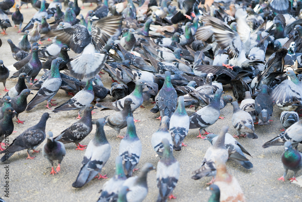 Fototapeta premium A Group of Pigeons