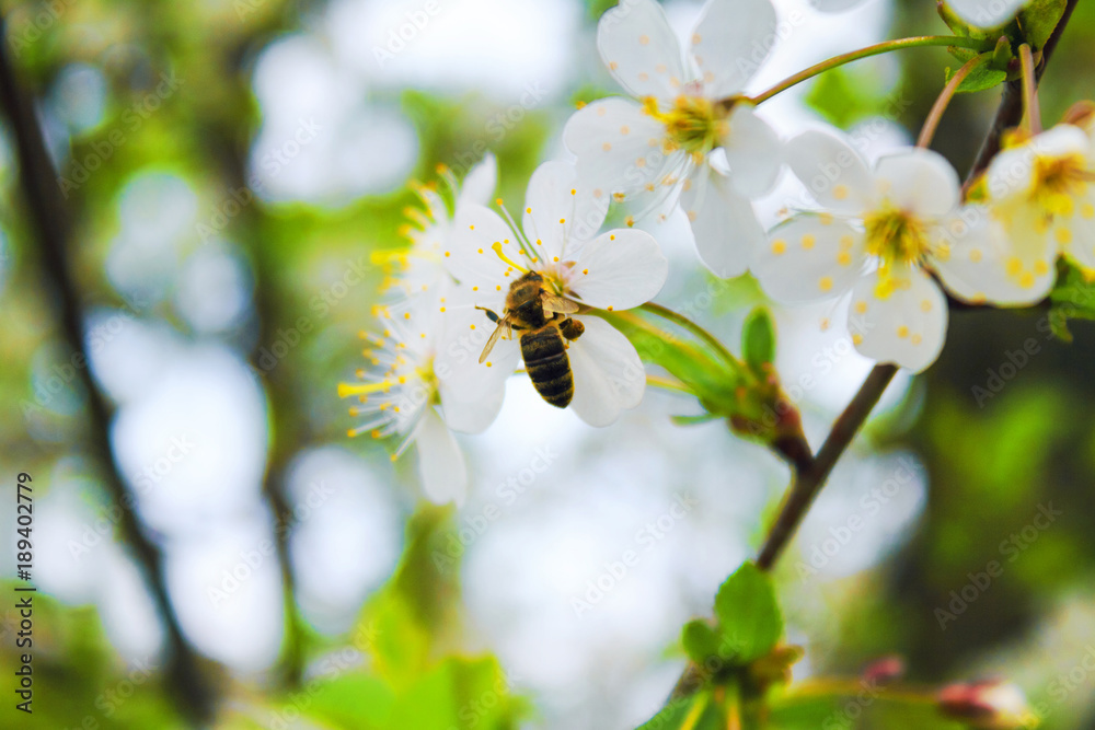 The bee collects the nectar on the flower of the spring tree. White flowers The bee collects the nectar on the flower of the spring tree. White flowers