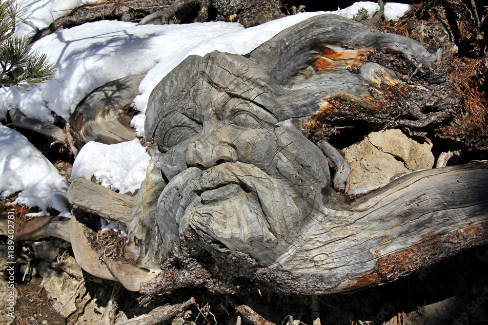 uno gnomo nel bosco; radice di cirmo scolpita uno gnomo nel bosco; radice di cirmo scolpita