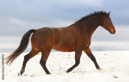 Stürmisches Pferd im Schnee 