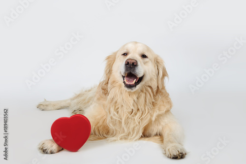 Lovely dog Golden Retriever breed lying down with red heart and looking to camera. Love concept