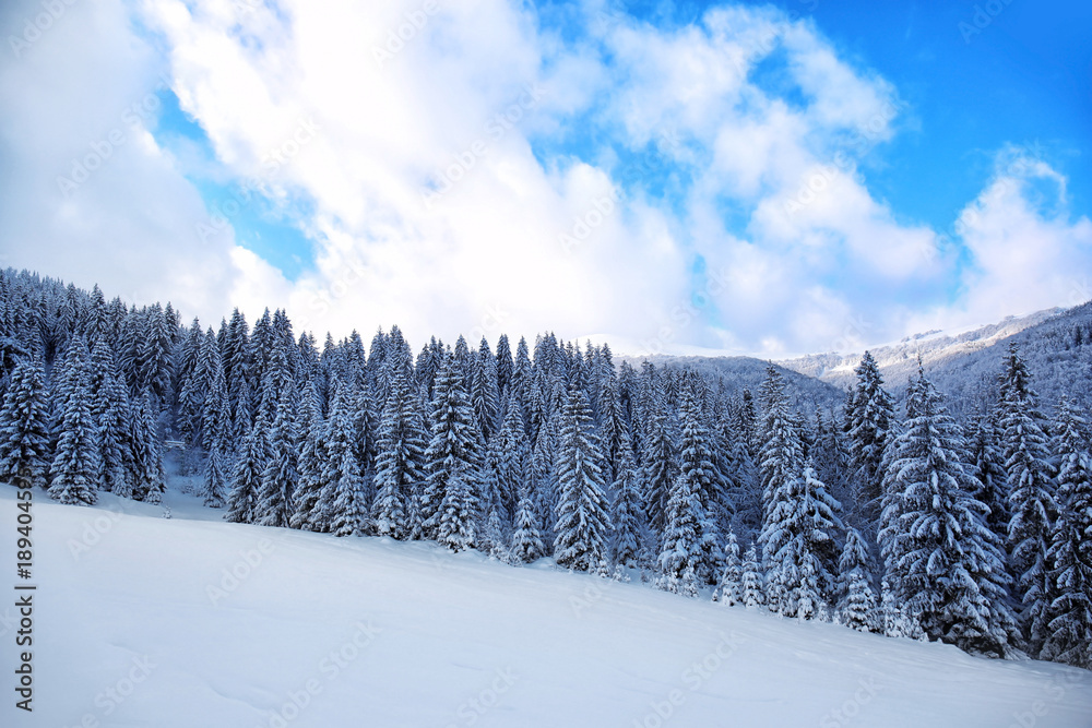 Beautiful landscape of snowy fir forest in mountain country Beautiful landscape of snowy fir forest in mountain country