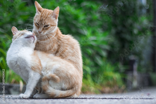 Sguardo fra gatti