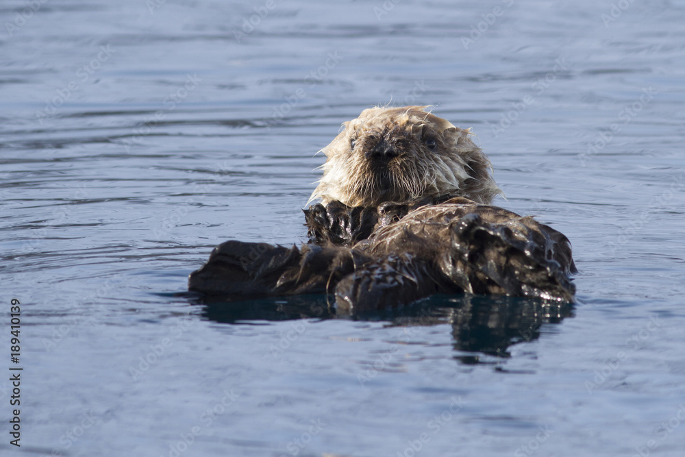 Φωτογραφία The puppy of the sea otter floating on the spring sunny afternoon near the islan
