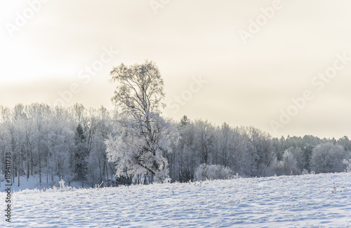 Natur med frostiga träd och buskar ute på Värmdö en vacker vinter dag photo