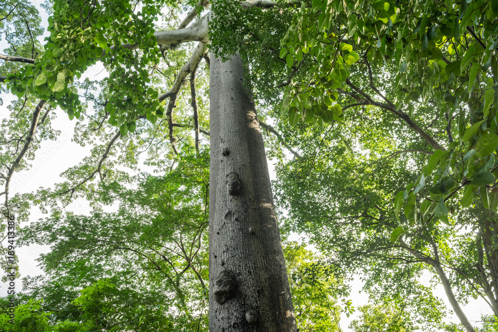 Fototapeta premium ceiba
