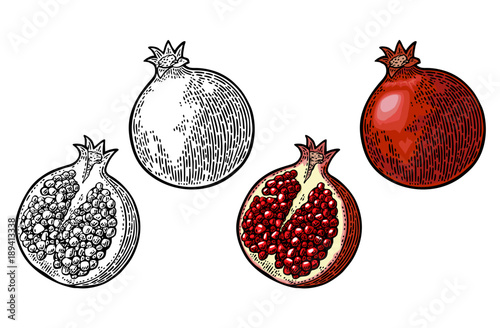 Whole and half garnet fruit with seed. Vector engraving photo