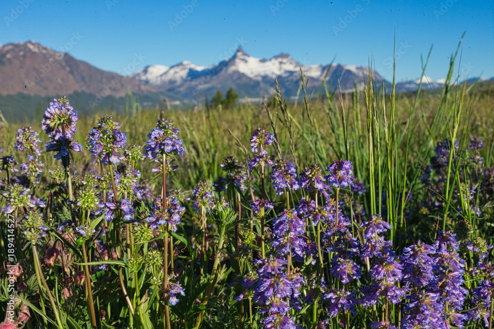 Obraz premium Montana or Wyoming field of bluebell flowers grass and wildflowers in front of hills and snow capped mountain peaks