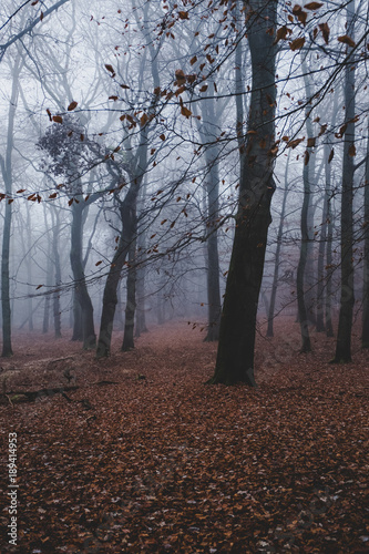 dark mystic autumn wood