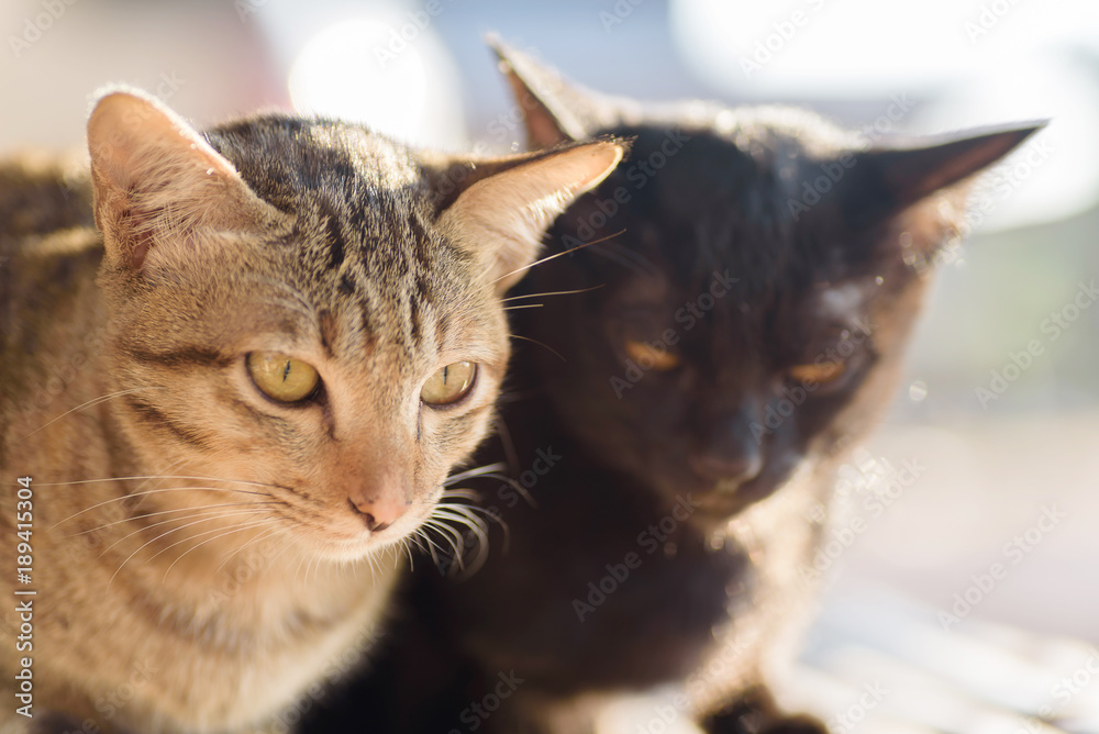 Portrait of two cats, brown cat looking for something and black cat looking the camera Portrait of two cats, brown cat looking for something and black cat looking the camera