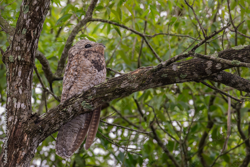 Perched Great Potoo sleeping during daytime in Vila Velha, Espirito Santo State, Brazil Perched Great Potoo sleeping during daytime in Vila Velha, Espirito Santo State, Brazil