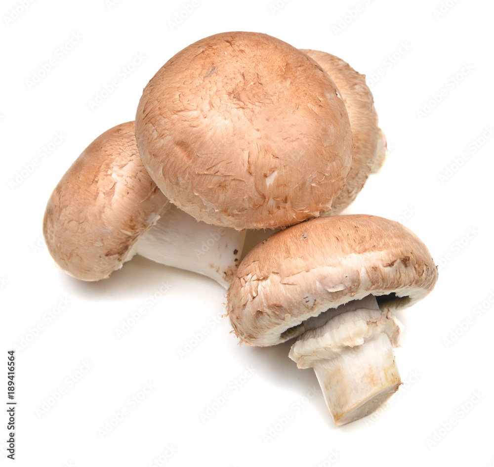 Fototapeta premium Common mushrooms on white