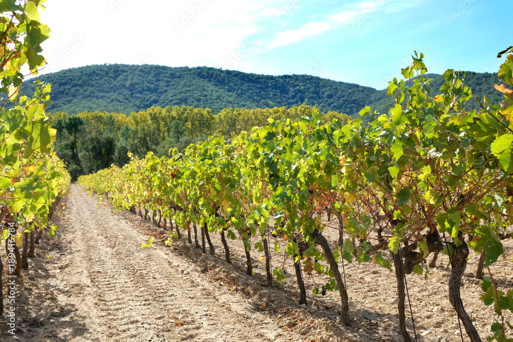Luberon vineyard France row of grapevine for red grape wine photo