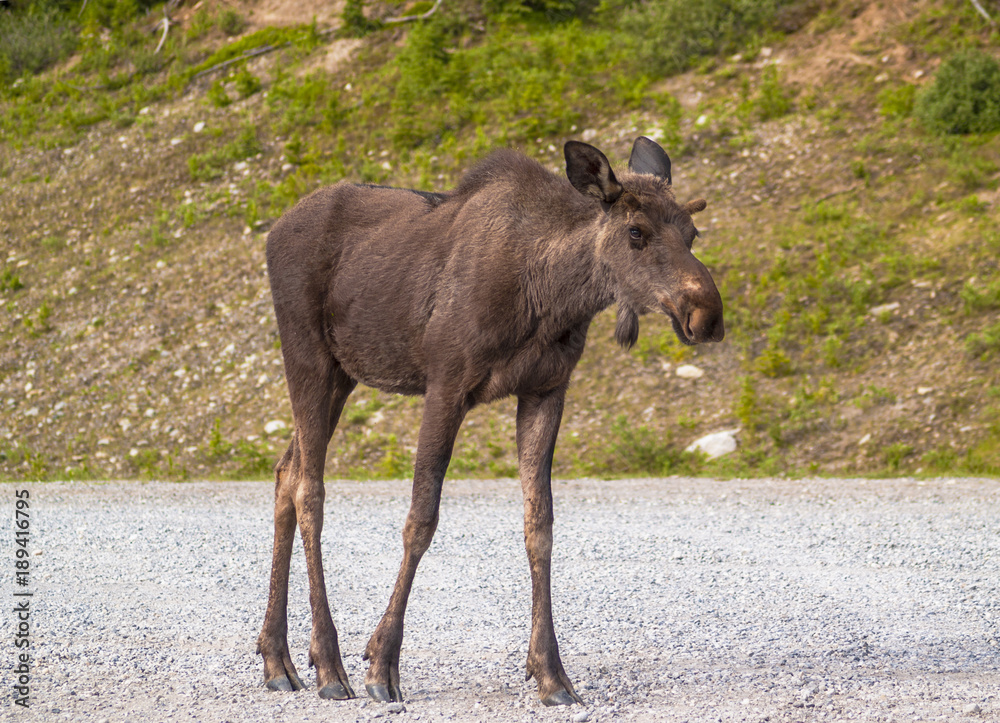 Fototapeta premium Tall and Lanky - Young Moose