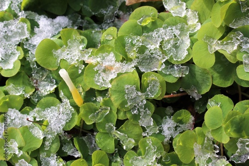 Snowmelt became ice on Oxalis plants