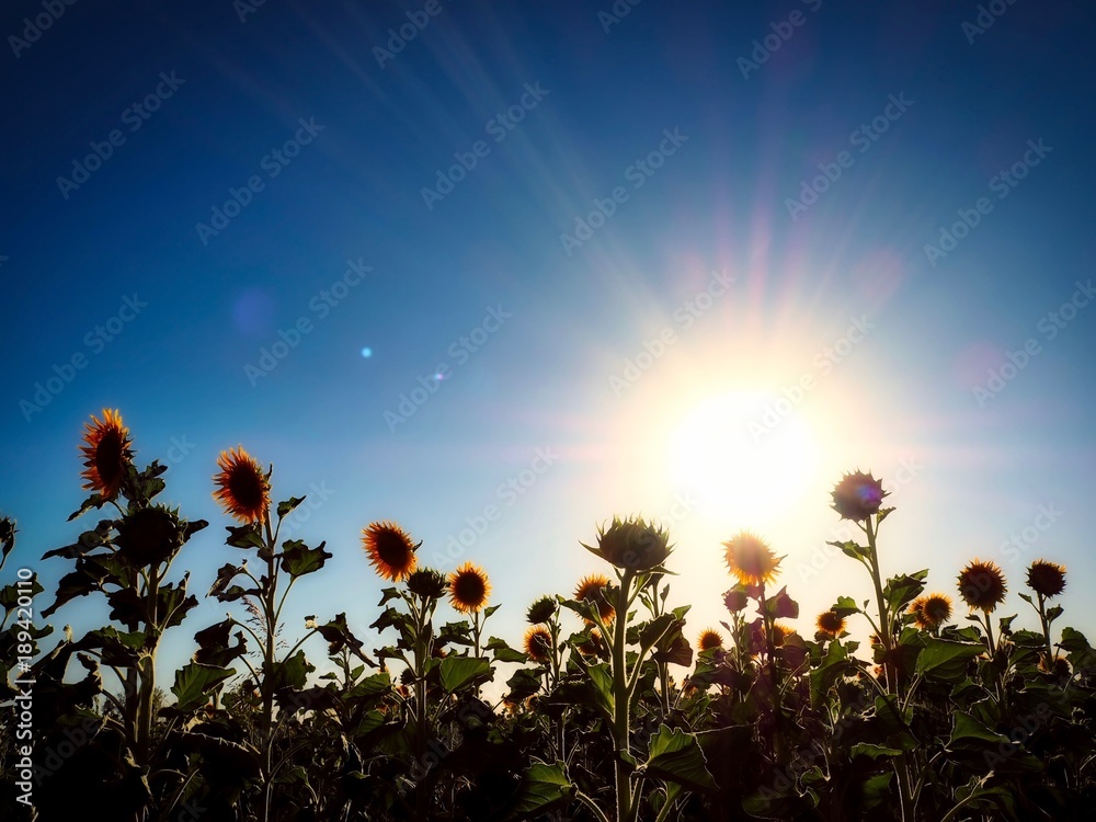 Obraz premium Sunflowers In Sunflower Field In Bright Afternoon Sunlight, Queensland, Australia 