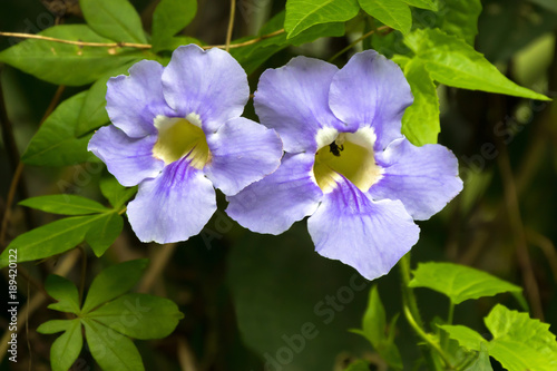 Blue trumpet vine flower in blue with yellow inside, growing in Asia photo