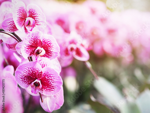 violet phalaenopsis orchid with spotted blooming flower on branch