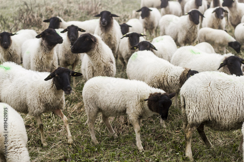 Bavarian herd of sheep on their field