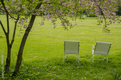 2 white chairs under a cherry blossoms tree