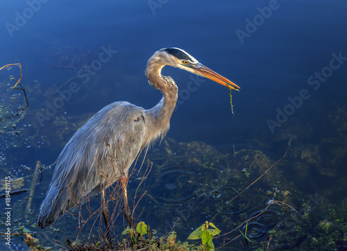 blue heron everglades florida