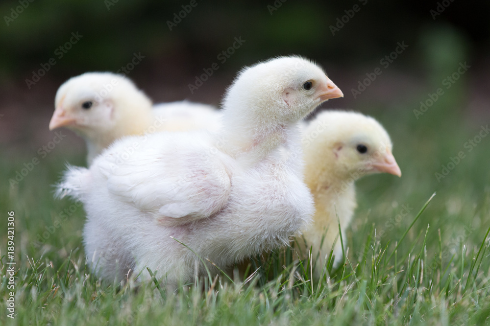 Fototapeta premium Baby Chicks